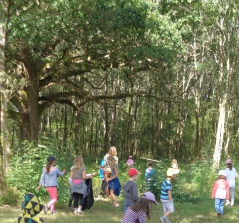 A la découverte de la forêt