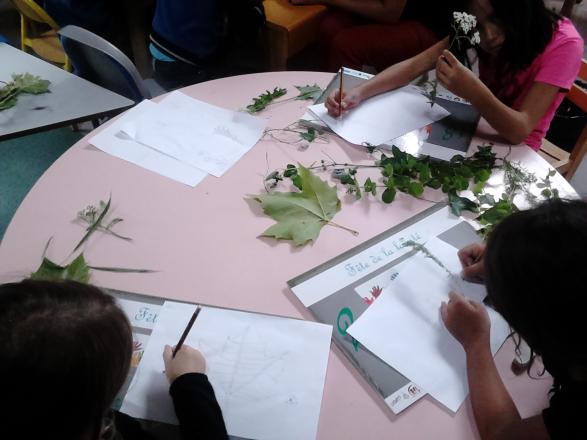 Francas-Atelier dessin d'herboriste avec Nadia Lubak